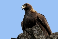 Golden Eagle