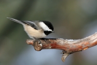 Black-capped Chickadee