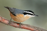 Red-breasted Nuthatch