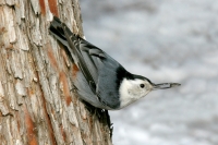 White-breasted Nuthatch (male)