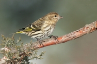 Pine Siskin