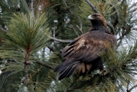 Golden Eagle