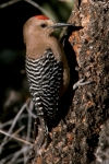 Gila Woodpecker
