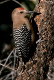Gila Woodpecker