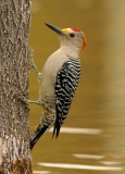 Golden-fronted Woodpecker - 1