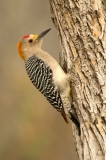 Golden-fronted Woodpecker (male) - 2