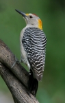 Golden-fronted Woodpecker (male) - 3