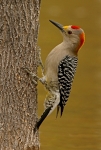 Golden-fronted Woodpecker - 4