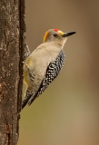Golden-fronted Woodpecker - 5