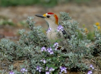 Golden-fronted Woodpecker - 6