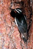 Williamson's Sapsucker (male) - 1