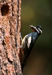 Williamson's Sapsucker - 2