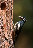 Williamson's Sapsucker - 2