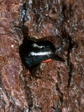 Williamson's Sapsucker (male) - 3