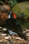 Acorn Woodpecker - 2