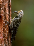Williamson's Sapsucker (female) - 4