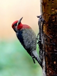 Red-breasted Hybrid Sapsucker