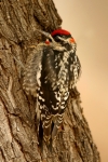 Red-naped Sapsucker