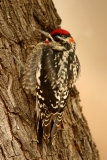 Red-naped Sapsucker