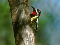 Yellow-bellied Sapsucker