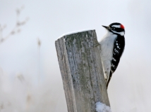 Downy Woodpecker (male)