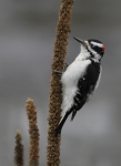 Hairy Woodpecker - 1