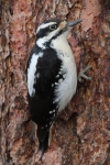 Hairy Woodpecker - 2