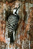 Red-cockaded Woodpecker (female)