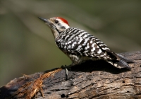 Ladder-backed Woodpecker - 1