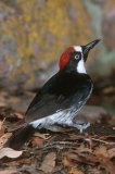 Acorn Woodpecker - 3