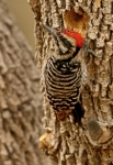 Ladder-backed Woodpecker - 2