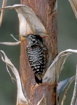 Ladder-backed Woodpecker - 3