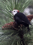 White-headed Woodpecker (juv) - 1