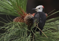 White-headed Woodpecker - 2
