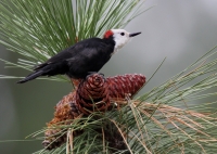 White-headed Woodpecker (adult) - 3