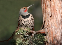 Northern Flicker (male) - 1