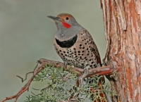 Northern Flicker (male) -2