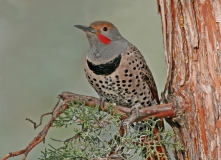 Northern Flicker (male) -2