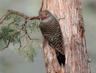Northern Flicker (male) - 3