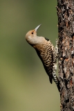 Northern Flicker (female) - 4