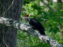 Pileated Woodpecker