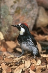 Acorn Woodpecker - 4