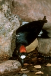 Acorn Woodpecker (female) - 5