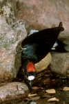 Acorn Woodpecker (female) - 5