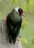 Lewis' Woodpecker - 1