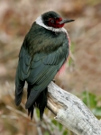 Lewis' Woodpecker - 2
