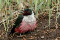 Lewis' Woodpecker - 3
