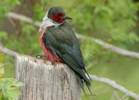Lewis' Woodpecker - 4