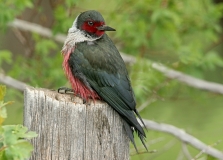 Lewis' Woodpecker - 4