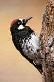 Acorn Woodpecker - 1